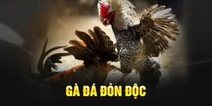 Gà Đá Đòn Độc - Đỉnh Cao Trong Nghệ Thuật Bộ Môn Chọi Kê